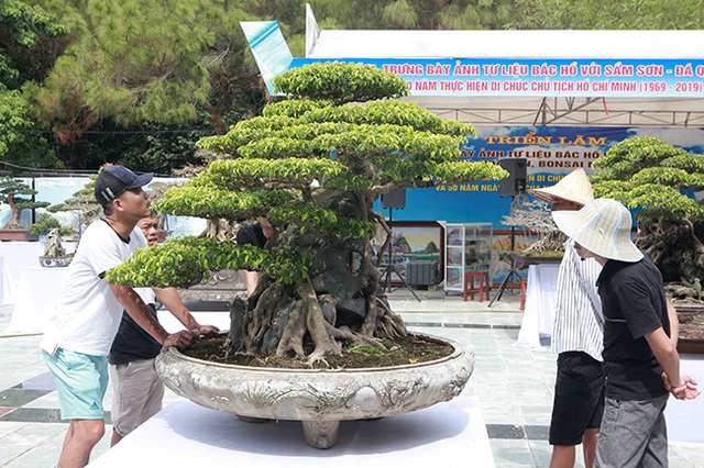 “Siêu cây Việt Nam” giá 23 tỷ đồng khiến giới chơi cây sửng sốt - 2 “Siêu cây Việt Nam” giá 23 tỷ đồng khiến giới chơi cây sửng sốt - 2