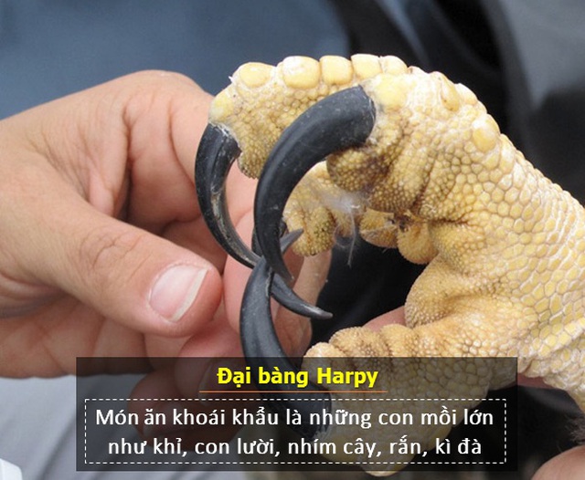 Loài đại bàng có ngoại hình kỳ lạ đến mức ai cũng tin rằng là con người... hóa trang - 5 Loài đại bàng có ngoại hình kỳ lạ đến mức ai cũng tin rằng là con người... hóa trang - 5