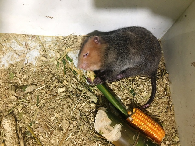 Nu&ocirc;i d&uacute;i bằng m&aacute;y lạnh, nam sinh vi&ecirc;n &ldquo;bỏ t&uacute;i&rdquo; 40 triệu đồng/th&aacute;ng - 2