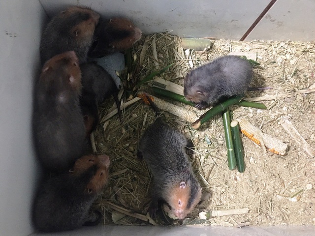 Nu&ocirc;i d&uacute;i bằng m&aacute;y lạnh, nam sinh vi&ecirc;n &ldquo;bỏ t&uacute;i&rdquo; 40 triệu đồng/th&aacute;ng - 8