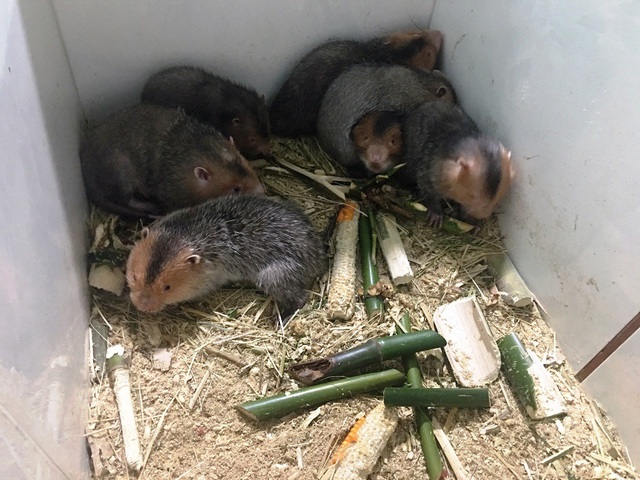 Nu&ocirc;i d&uacute;i bằng m&aacute;y lạnh, nam sinh vi&ecirc;n &ldquo;bỏ t&uacute;i&rdquo; 40 triệu đồng/th&aacute;ng - 4