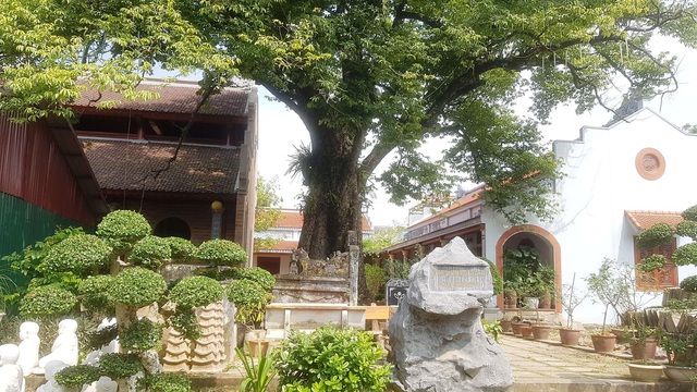 Ngôi chùa cổ có 2 cây di sản đầu tiên ở Ninh Bình - 8 Ngôi chùa cổ có 2 cây di sản đầu tiên ở Ninh Bình - 8