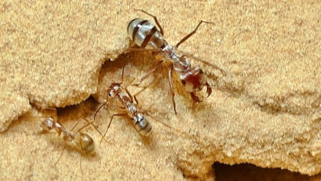 Phát hiện loài kiến có tốc độ di chuyển ​​nhanh nhất thế giới - 1