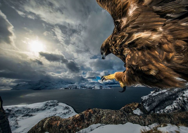 Sói và sóc đoạt giải nhất trong cuộc thi Nhiếp ảnh động vật hoang dã 2019 - 3