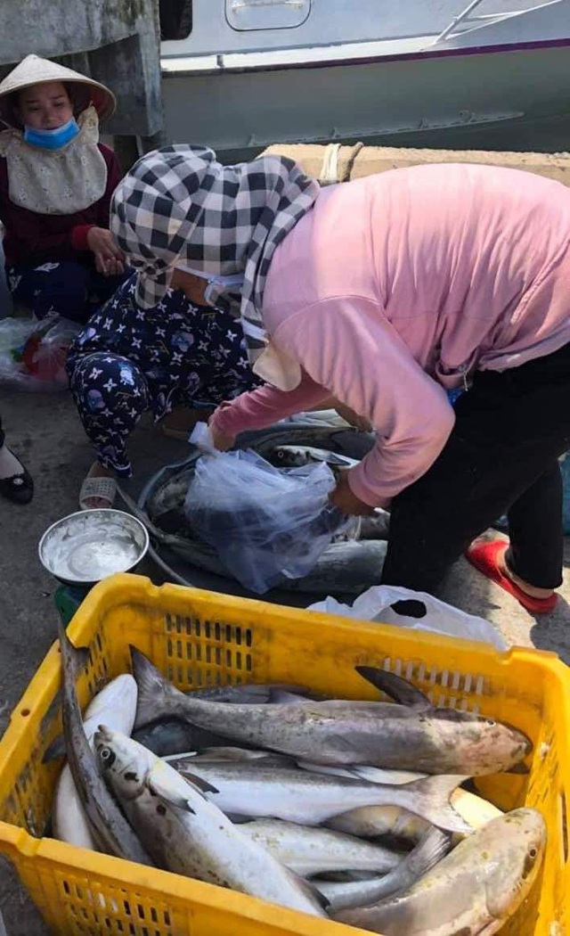 10.000 con cá bóp nuôi trên vùng biển Kiên Giang chết chưa rõ nguyên nhân - 1
