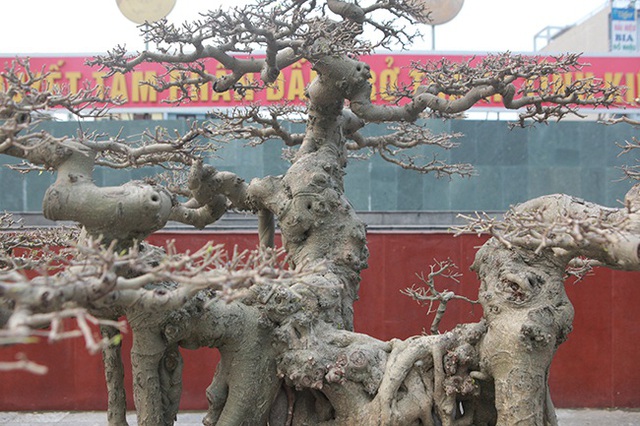 Sanh “Ngai vàng đất Việt” mua 10 triệu đồng, sau 15 năm trả vài tỷ không bán - 11 Sanh “Ngai vàng đất Việt” mua 10 triệu đồng, sau 15 năm trả vài tỷ không bán - 11