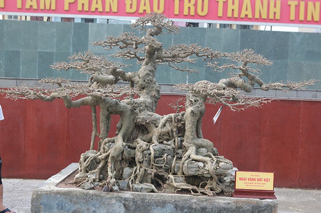 Sanh “Ngai vàng đất Việt” mua 10 triệu đồng, sau 15 năm trả vài tỷ không bán - 3 Sanh “Ngai vàng đất Việt” mua 10 triệu đồng, sau 15 năm trả vài tỷ không bán - 3