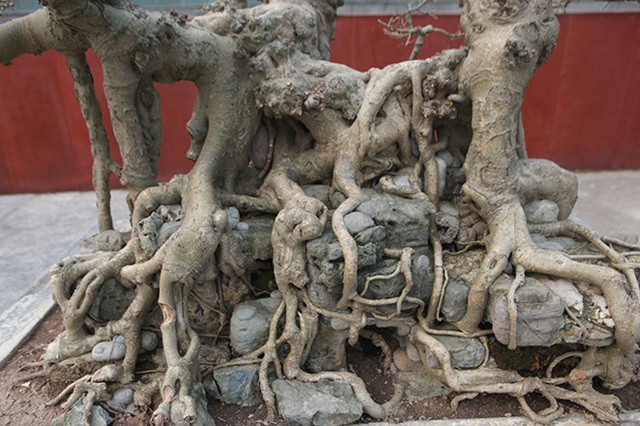 Sanh “Ngai vàng đất Việt” mua 10 triệu đồng, sau 15 năm trả vài tỷ không bán - 9 Sanh “Ngai vàng đất Việt” mua 10 triệu đồng, sau 15 năm trả vài tỷ không bán - 9