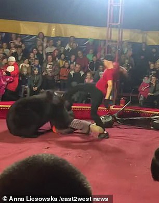 Video gấu nặng 270 kg bất ngờ vồ người huấn luyện khi trình diễn - 1 Video gấu nặng 270 kg bất ngờ vồ người huấn luyện khi trình diễn - 1