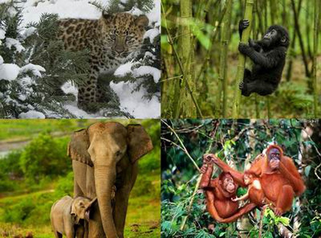 8 triệu học sinh tiểu học sẽ được học về  bảo tồn động vật hoang dã nguy cấp - 2