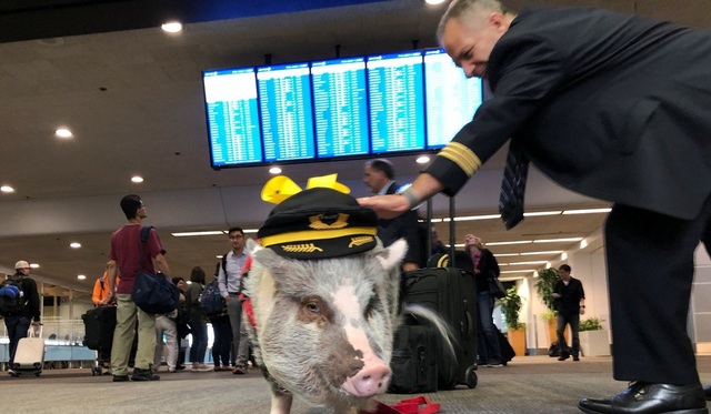 Sân bay Mỹ tuyển lợn làm “chuyên viên trị liệu” tâm lý cho khách - 2