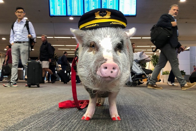 Sân bay Mỹ tuyển lợn làm “chuyên viên trị liệu” tâm lý cho khách - 1