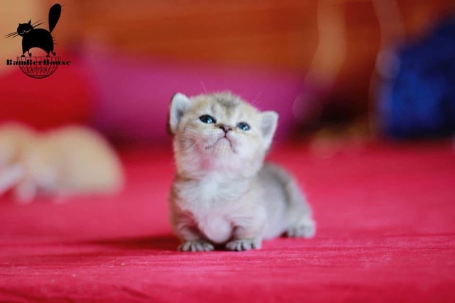 Mèo lùn chân ngắn một mẩu giá trên 55 triệu đồng, dân chơi vẫn mê mẩn - 5 Mèo lùn chân ngắn một mẩu giá trên 55 triệu đồng, dân chơi vẫn mê mẩn - 5