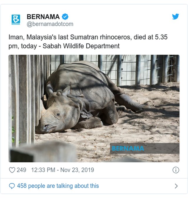 Tê giác Sumatra của Malaysia đã chính thức tuyệt chủng - 1 Tê giác Sumatra của Malaysia đã chính thức tuyệt chủng - 1