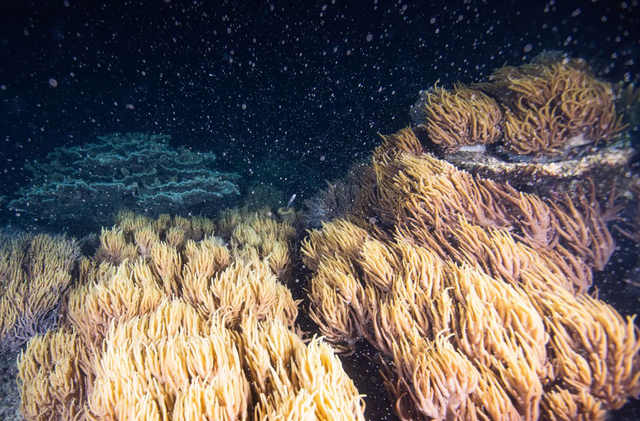 Sử dụng loa phóng thanh để phục hồi… các rạn san hô chết - 1