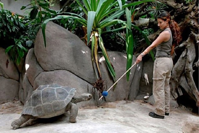 R&ugrave;a khổng lồ c&oacute; thể được huấn luyện v&agrave; ghi nhớ c&aacute;c kỹ năng trong nhiều năm - 1