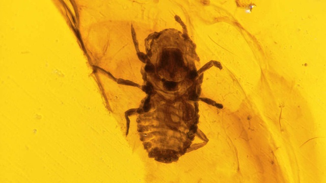 Khủng long cũng bị&hellip; chấy rận - 1