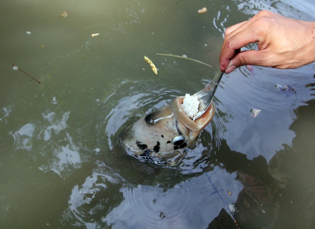 Chim mặt khỉ, c&aacute; ăn bằng th&igrave;a v&agrave; những qu&aacute;i vật độc nhất đất Việt - 1