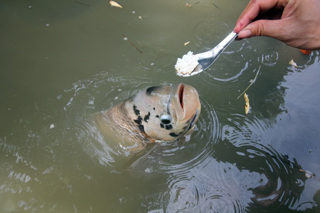 Chim mặt khỉ, c&aacute; ăn bằng th&igrave;a v&agrave; những qu&aacute;i vật độc nhất đất Việt - 2