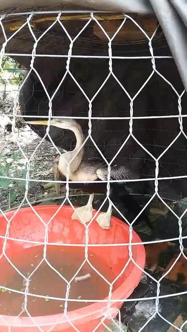 Chim mặt khỉ, c&aacute; ăn bằng th&igrave;a v&agrave; những qu&aacute;i vật độc nhất đất Việt - 3