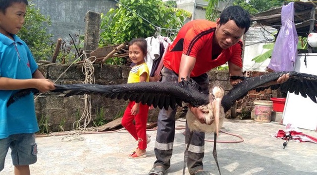 Chim mặt khỉ, c&aacute; ăn bằng th&igrave;a v&agrave; những qu&aacute;i vật độc nhất đất Việt - 4