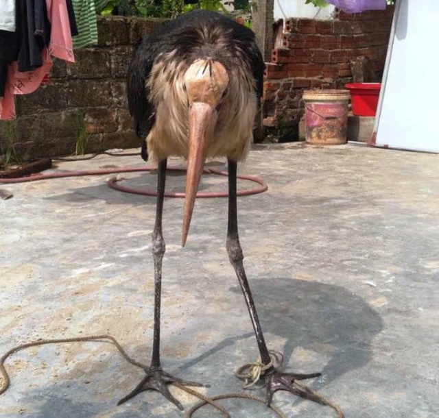 Chim mặt khỉ, c&aacute; ăn bằng th&igrave;a v&agrave; những qu&aacute;i vật độc nhất đất Việt - 5