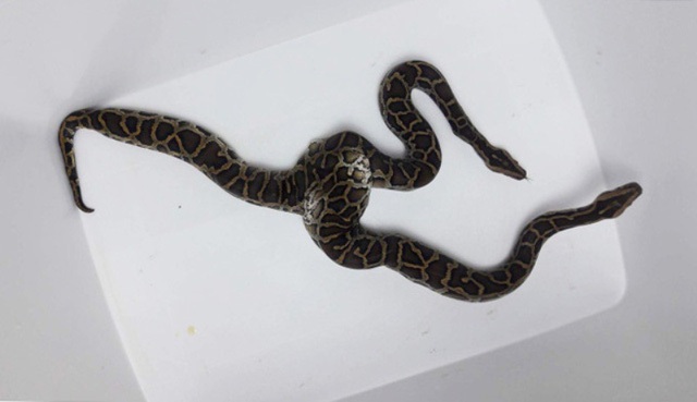 Chim mặt khỉ, c&aacute; ăn bằng th&igrave;a v&agrave; những qu&aacute;i vật độc nhất đất Việt - 6