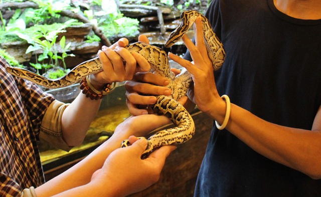 Chim mặt khỉ, c&aacute; ăn bằng th&igrave;a v&agrave; những qu&aacute;i vật độc nhất đất Việt - 7