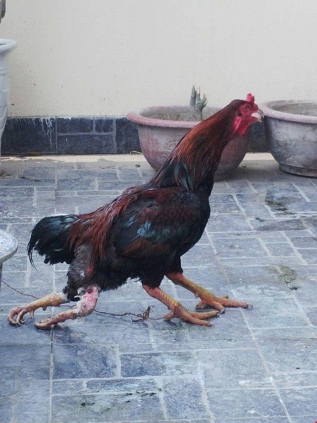 Chim mặt khỉ, c&aacute; ăn bằng th&igrave;a v&agrave; những qu&aacute;i vật độc nhất đất Việt - 8