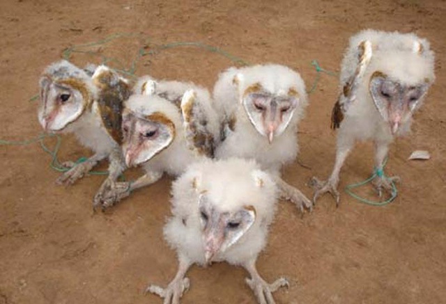 Chim mặt khỉ, c&aacute; ăn bằng th&igrave;a v&agrave; những qu&aacute;i vật độc nhất đất Việt - 9