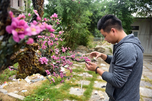 H&agrave; Nội: Chi nửa tỷ đồng vẫn chưa mua được c&acirc;y đ&agrave;o l&agrave;m bằng đ&aacute; qu&yacute; - 7