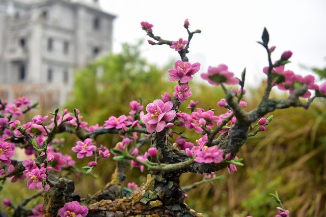 H&agrave; Nội: Chi nửa tỷ đồng vẫn chưa mua được c&acirc;y đ&agrave;o l&agrave;m bằng đ&aacute; qu&yacute; - 17