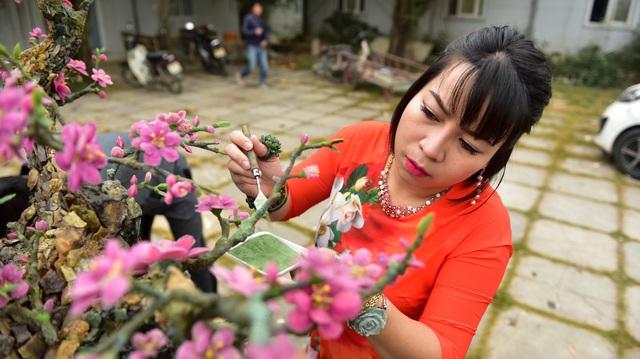 H&agrave; Nội: Chi nửa tỷ đồng vẫn chưa mua được c&acirc;y đ&agrave;o l&agrave;m bằng đ&aacute; qu&yacute; - 5