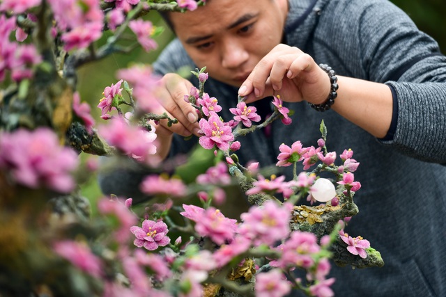 H&agrave; Nội: Chi nửa tỷ đồng vẫn chưa mua được c&acirc;y đ&agrave;o l&agrave;m bằng đ&aacute; qu&yacute; - 2