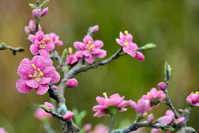 H&agrave; Nội: Chi nửa tỷ đồng vẫn chưa mua được c&acirc;y đ&agrave;o l&agrave;m bằng đ&aacute; qu&yacute; - 1