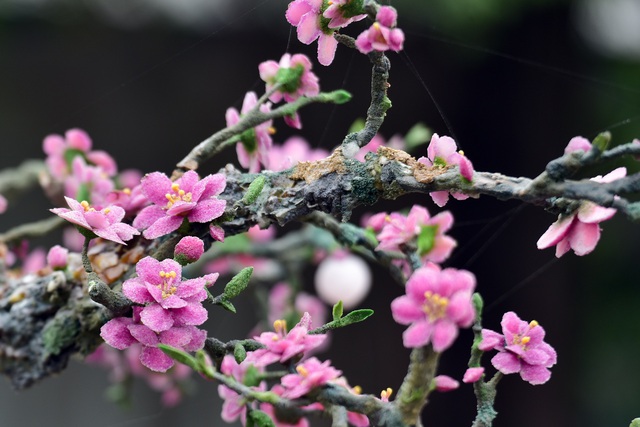 H&agrave; Nội: Chi nửa tỷ đồng vẫn chưa mua được c&acirc;y đ&agrave;o l&agrave;m bằng đ&aacute; qu&yacute; - 12