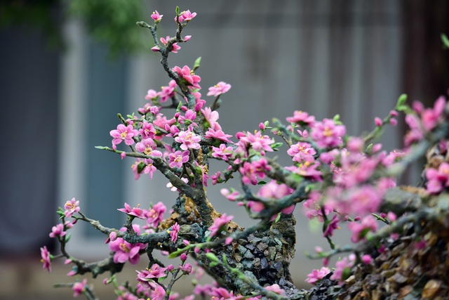 H&agrave; Nội: Chi nửa tỷ đồng vẫn chưa mua được c&acirc;y đ&agrave;o l&agrave;m bằng đ&aacute; qu&yacute; - 6