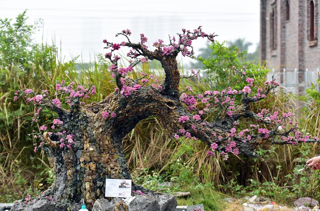 H&agrave; Nội: Chi nửa tỷ đồng vẫn chưa mua được c&acirc;y đ&agrave;o l&agrave;m bằng đ&aacute; qu&yacute; - 3