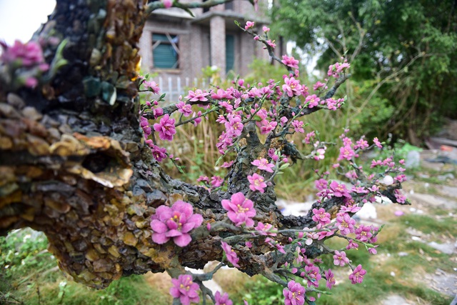 H&agrave; Nội: Chi nửa tỷ đồng vẫn chưa mua được c&acirc;y đ&agrave;o l&agrave;m bằng đ&aacute; qu&yacute; - 4