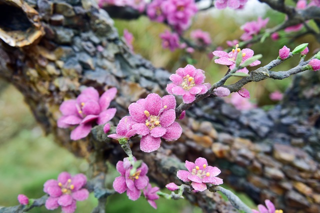 H&agrave; Nội: Chi nửa tỷ đồng vẫn chưa mua được c&acirc;y đ&agrave;o l&agrave;m bằng đ&aacute; qu&yacute; - 10