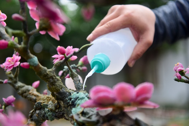 H&agrave; Nội: Chi nửa tỷ đồng vẫn chưa mua được c&acirc;y đ&agrave;o l&agrave;m bằng đ&aacute; qu&yacute; - 8