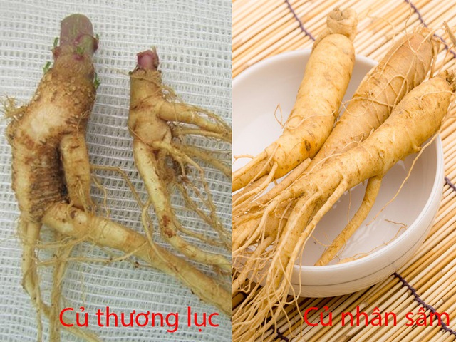 Nhiều người dân ngã ngửa vì trồng phải cây “nhân sâm” có độc tố chết người - 1 Nhiều người dân ngã ngửa vì trồng phải cây “nhân sâm” có độc tố chết người - 1