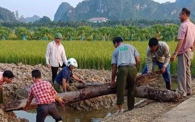 Phát lộ bãi cọc nhọn bằng gỗ lim có niên đại từ thời nhà Trần ở Hải Phòng - 1 Phát lộ bãi cọc nhọn bằng gỗ lim có niên đại từ thời nhà Trần ở Hải Phòng - 1