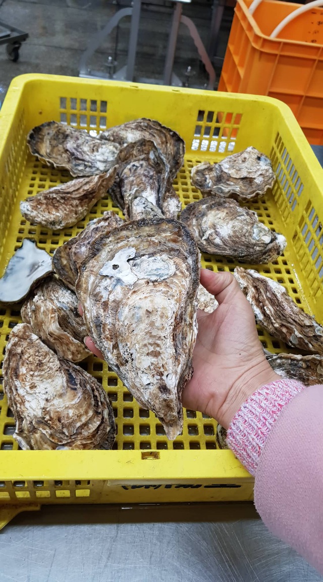 Đến Busan phải thử cà phê chả cá Goraesa, hàu sống Tongyeong - 8 Đến Busan phải thử cà phê chả cá Goraesa, hàu sống Tongyeong - 8