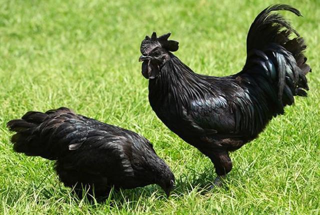 Phát hoảng giống gà mặt quỷ đen sì xấu xí mà giá lên tới 60 triệu đồng/con - 1 Phát hoảng giống gà mặt quỷ đen sì xấu xí mà giá lên tới 60 triệu đồng/con - 1