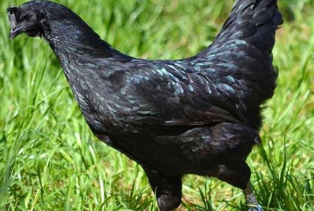 Phát hoảng giống gà mặt quỷ đen sì xấu xí mà giá lên tới 60 triệu đồng/con - 2 Phát hoảng giống gà mặt quỷ đen sì xấu xí mà giá lên tới 60 triệu đồng/con - 2