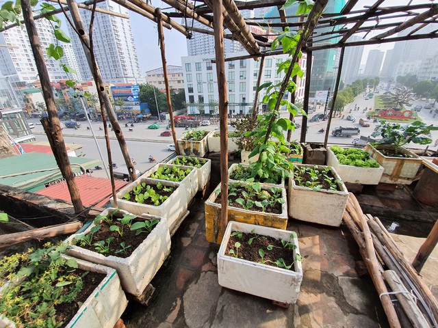 Độc đ&aacute;o &ldquo;n&ocirc;ng trại&rdquo; trồng rau, nu&ocirc;i g&agrave; tr&ecirc;n s&acirc;n thượng, giữa lưng trời ở H&agrave; Nội - 4