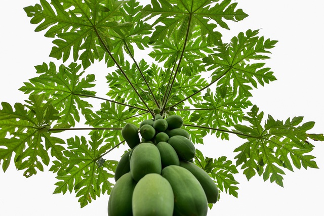 Đu đủ bonsai siêu độc được săn lùng chơi Tết - 7 Đu đủ bonsai siêu độc được săn lùng chơi Tết - 7
