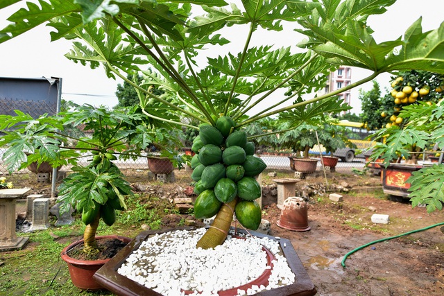 Đu đủ bonsai siêu độc được săn lùng chơi Tết - 5 Đu đủ bonsai siêu độc được săn lùng chơi Tết - 5