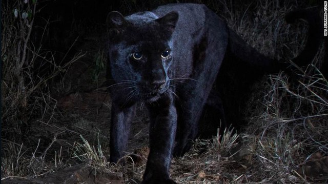 Bức ảnh đầu tiên về loài báo đen châu Phi huyền thoại sau 100 năm - Ảnh 1.